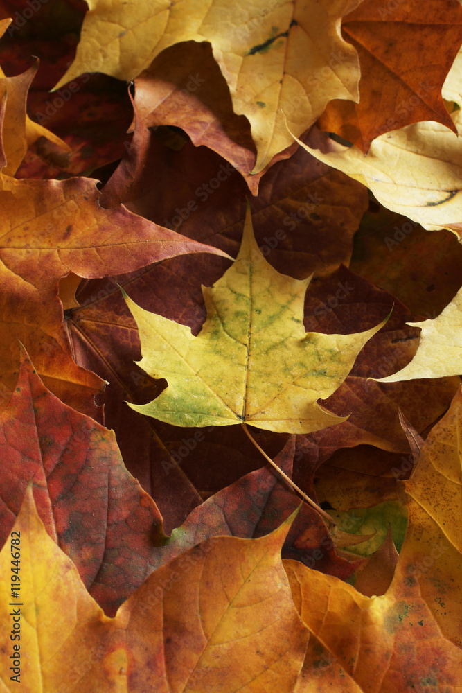 Autumn leaves background texture