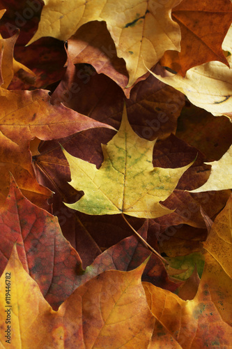 Autumn leaves background texture