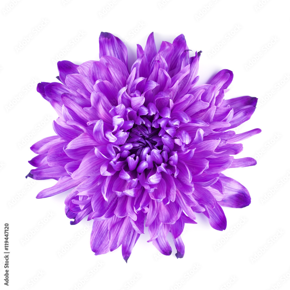 Violet Chrysanthemum Flower