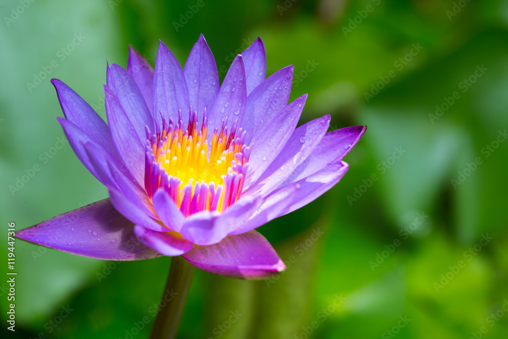 Violet lotus in the glade, Selective focus Violet lotus in the glade, Selective focus