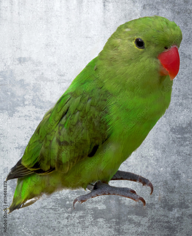 Wunschmotiv: Grüner Papageienvogel mit rotem Schnabel #119448373