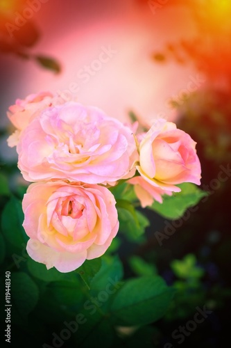 Drei rosa Rosen im Abendlicht