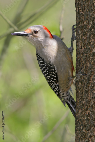 Red Bellied Woodpecker