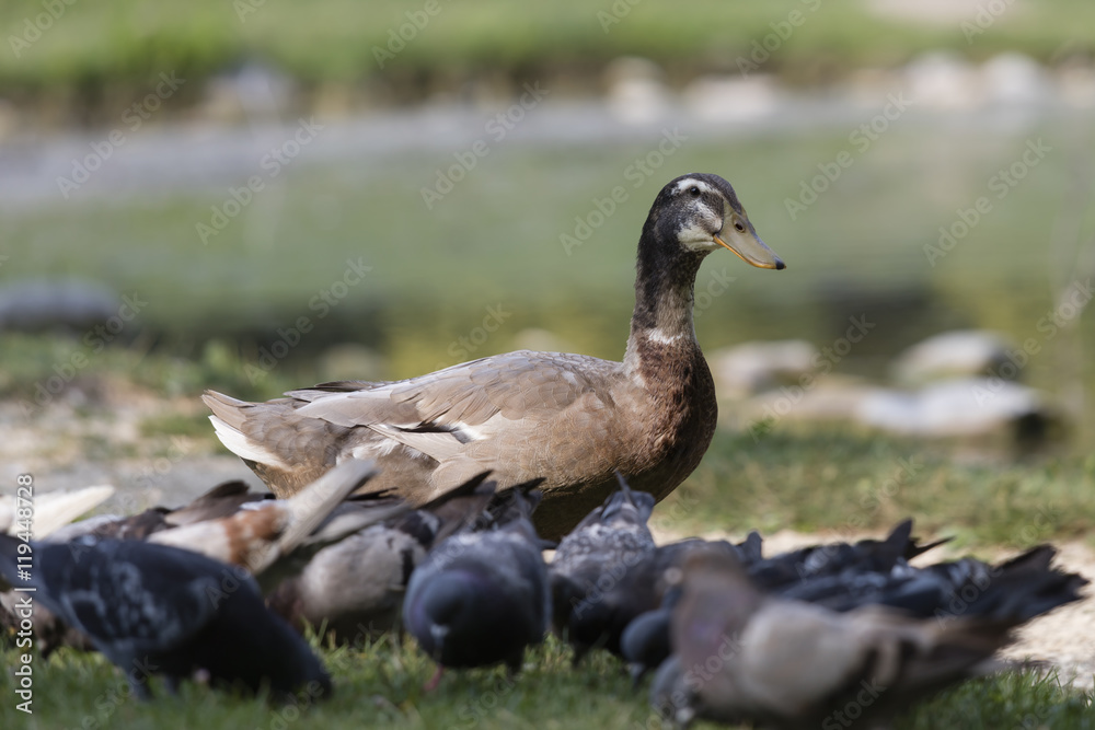 mallard duck