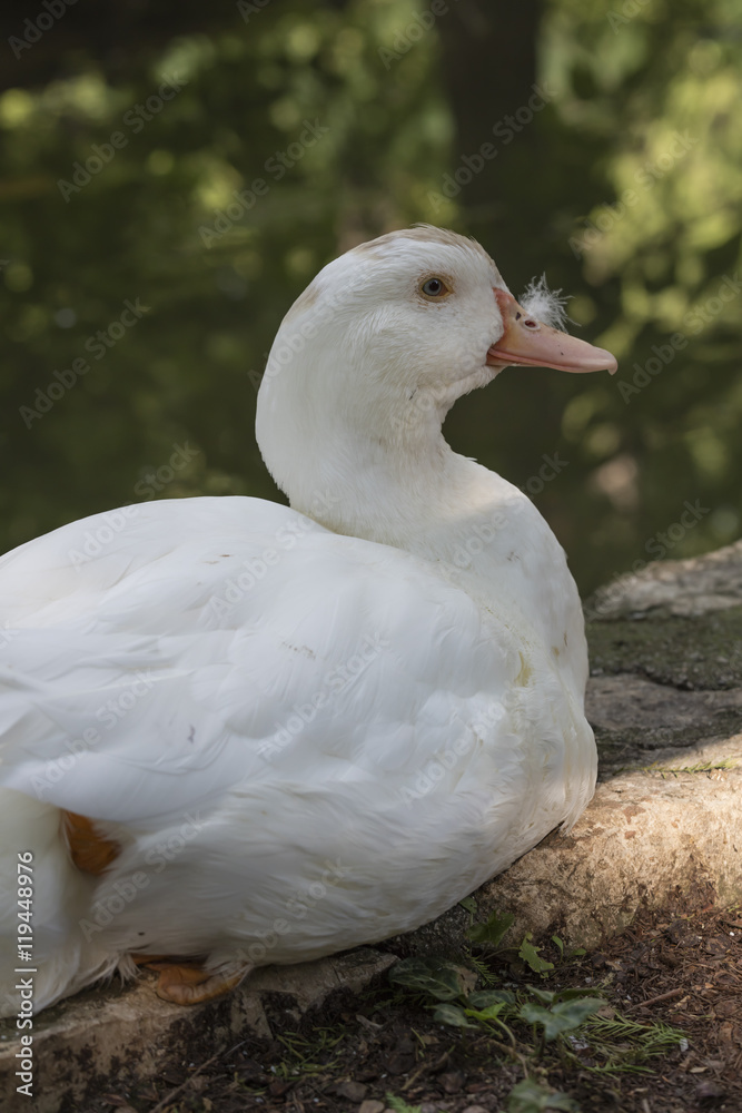 muscovy ducks muscovy ducks