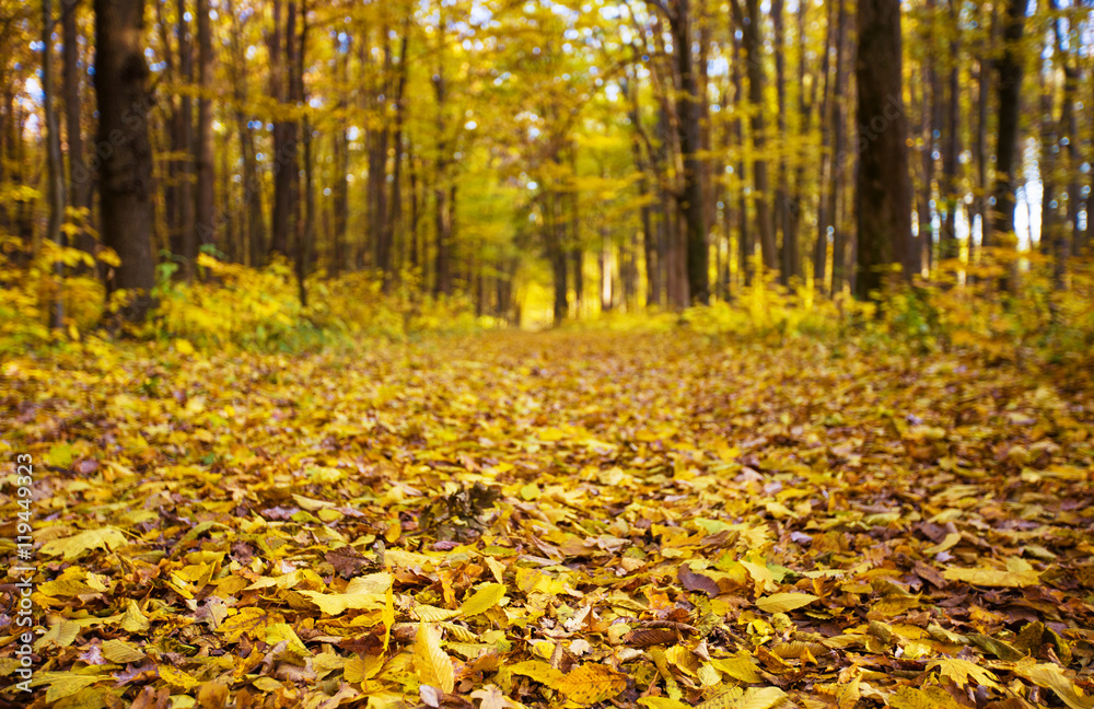 Golden autumnal forest with sunbeams