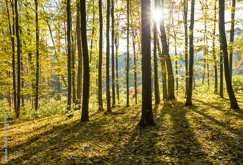  autumnal forest with sunbeams