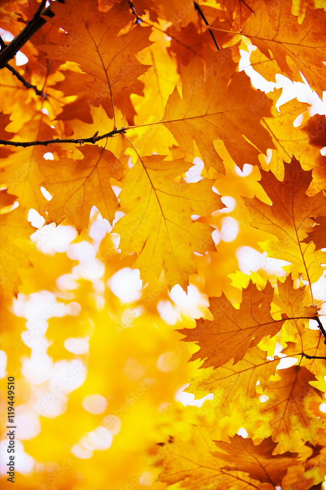 autumn leaves background on forest