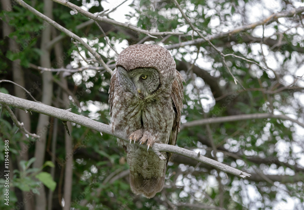 Fototapeta premium Owl