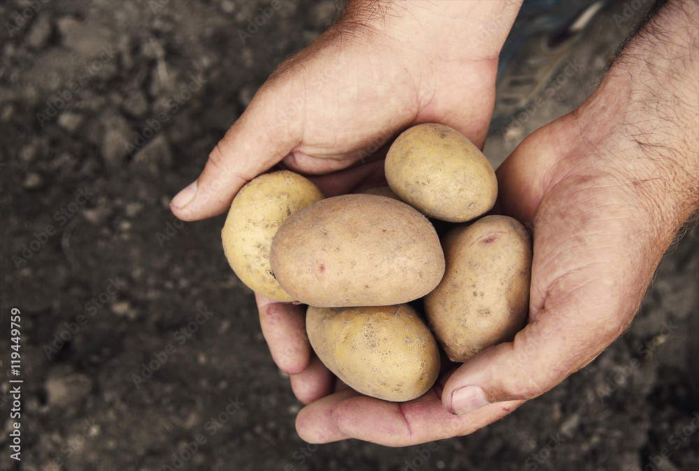 Hands holding fresh potatoes just dug out of the ground Hands holding fresh potatoes just dug out of the ground
