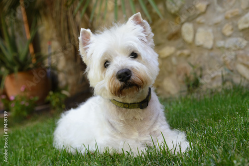 Westhighland white terrier en la hierba 
