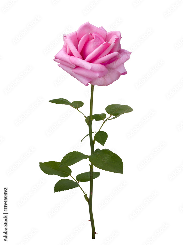 Fototapeta premium Delicate pink rose
