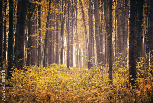 Fototapeta Naklejka Na Ścianę i Meble -  Golden autumnal forest with sunbeams