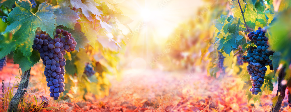 Vineyard In Fall Harvest With Ripe Grapes At Sunset
 - obrazy, fototapety, plakaty 