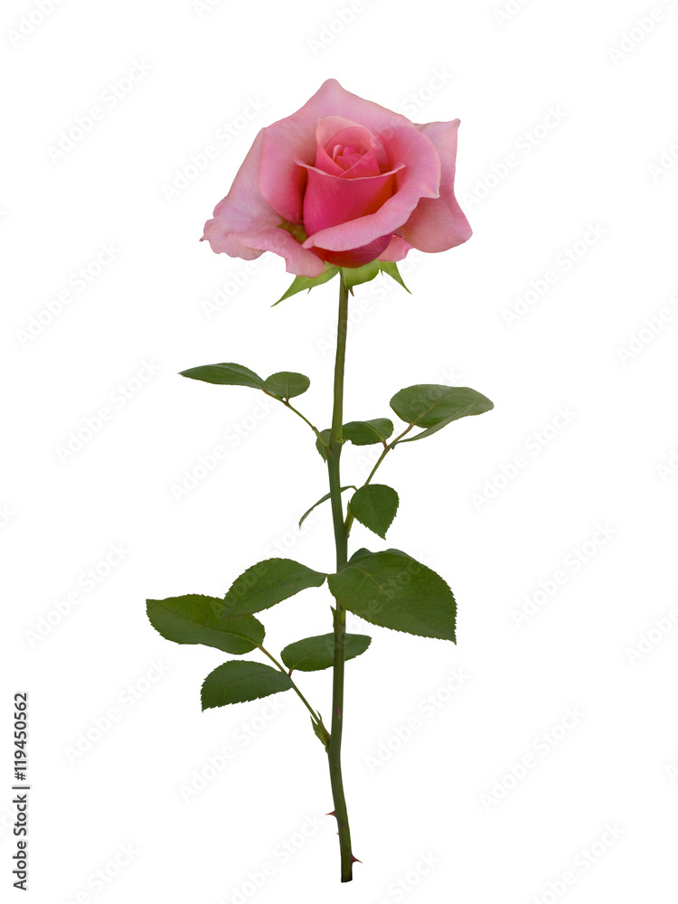 Naklejka premium Delicate pink rose