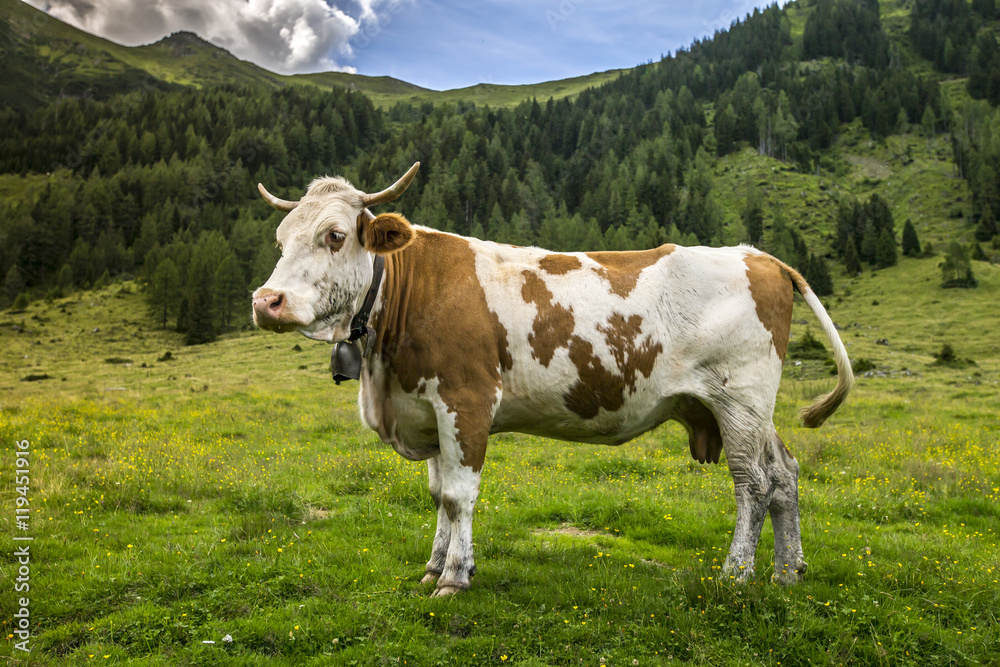 Grazing on the Alm Grazing on the Alm
