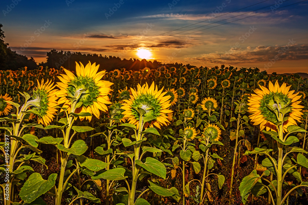 Sonnenanbeter