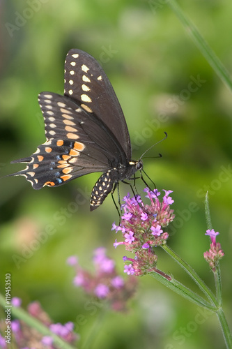 Black Swallowtail © Doug Lemke
