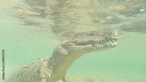 sea Crocodile saltwater Cuba island Caribbean Sea Video