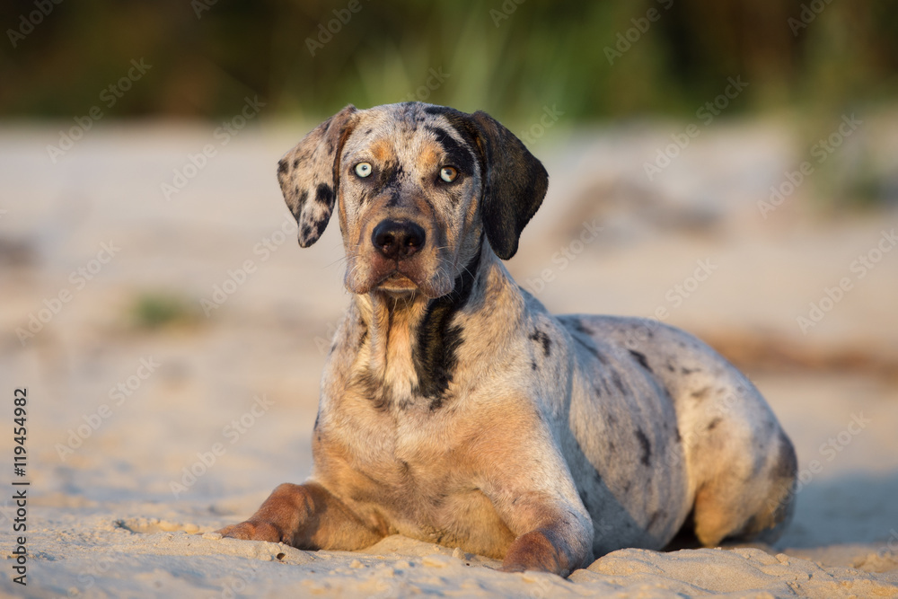 catahoula puppy lying down on a beach catahoula puppy lying down on a beach