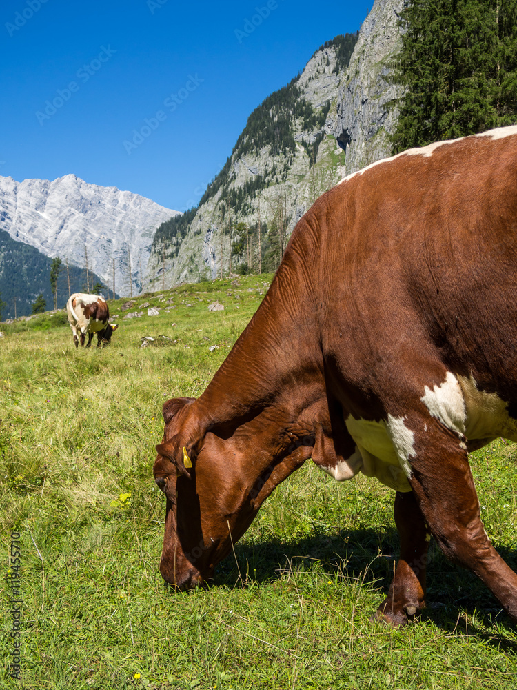 Almkuh StockFoto Adobe Stock