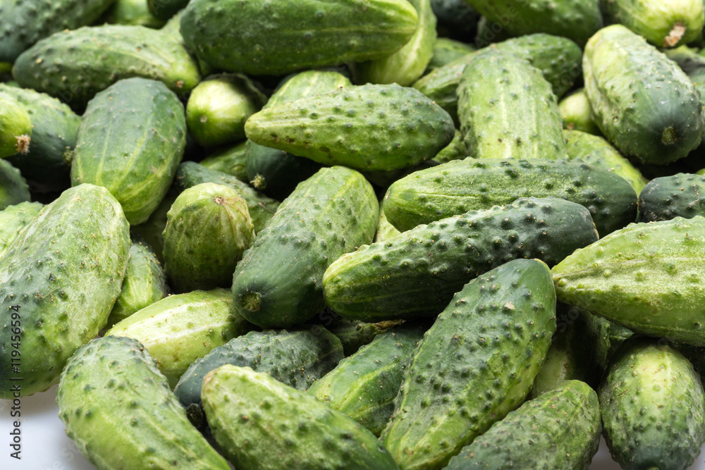 a lot of young cucumbers as background a lot of young cucumbers as background