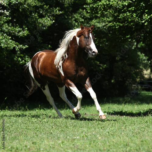 Amazing paint horse stallion running
