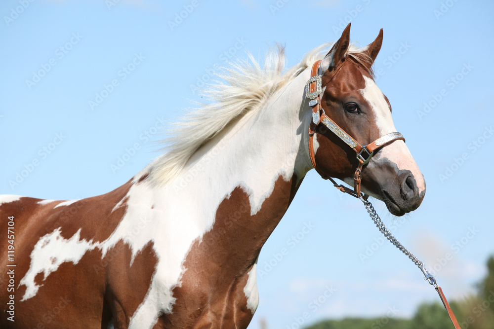 Obraz premium Portrait of nice paint horse in summer