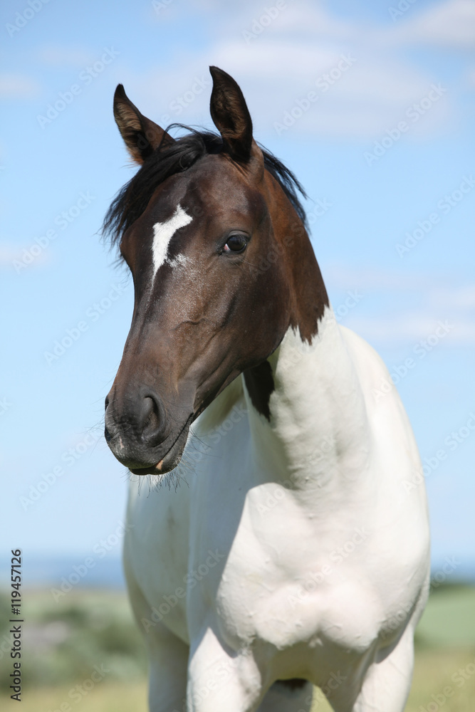 Portrait of nice paint horse in summer