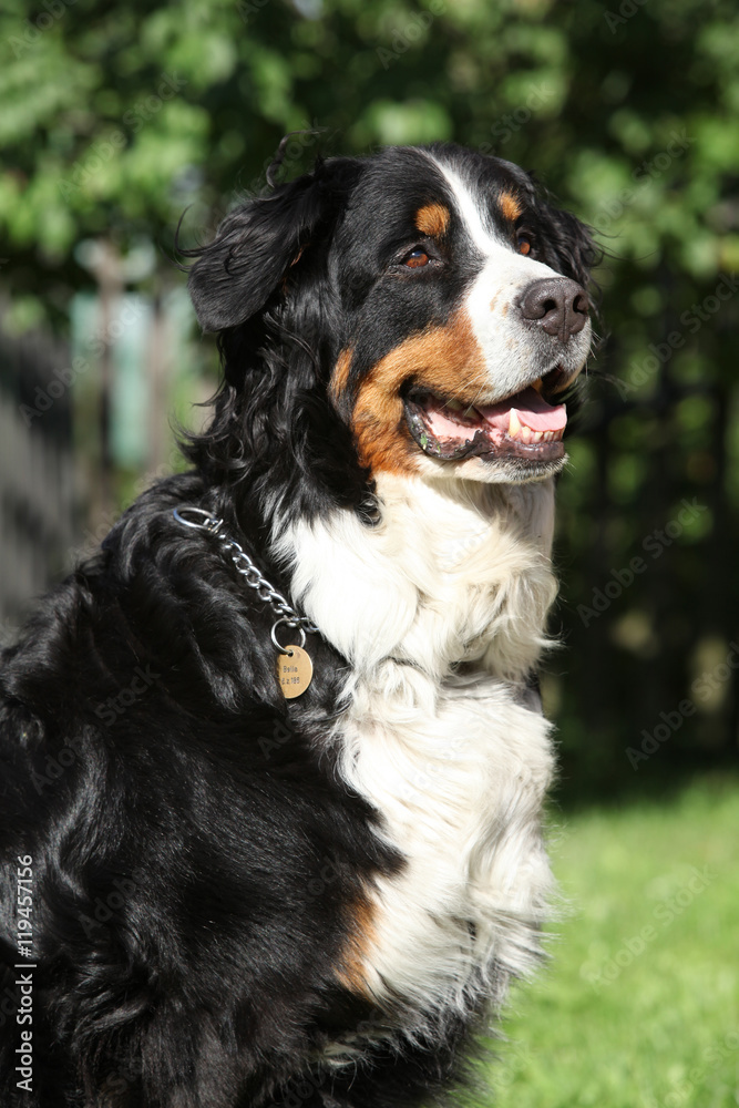 Nice bernesse mountain dog in the garden Nice bernesse mountain dog in the garden