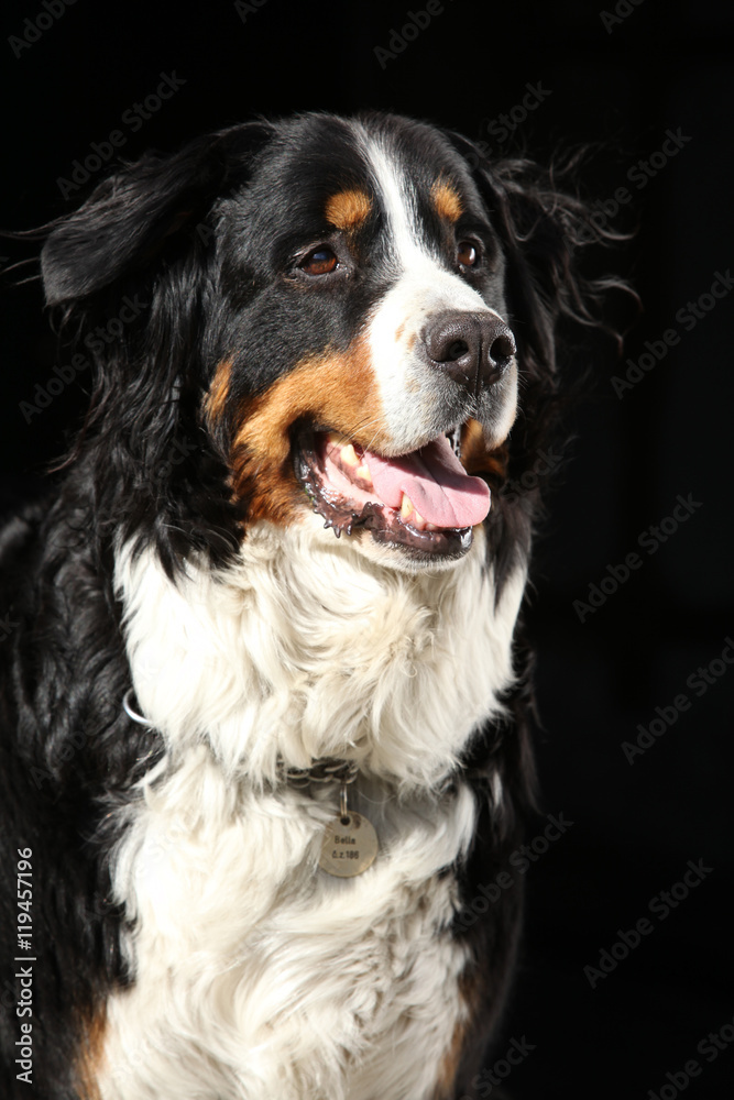 Nice bernesse mountain dog on black background