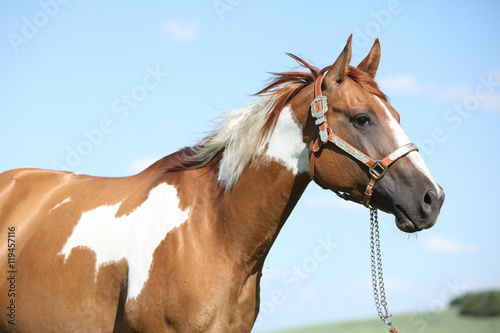 Portrait of nice paint horse in summer