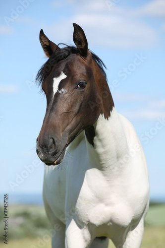 Fototapeta Naklejka Na Ścianę i Meble -  Portrait of nice paint horse in summer