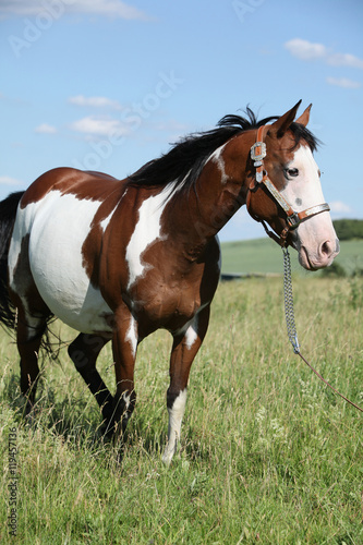 Portrait of nice paint horse in summer