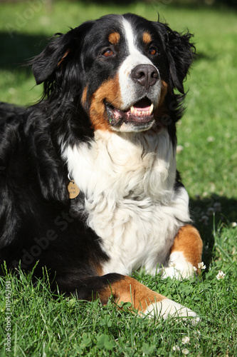 Fototapeta Naklejka Na Ścianę i Meble -  Nice bernesse mountain dog in the garden