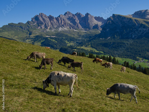 Mucche da latte al pascolo sulle Alpi © demartis
