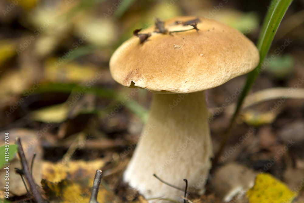 One white mushroom porcini in the forest close up One white mushroom porcini in the forest close up