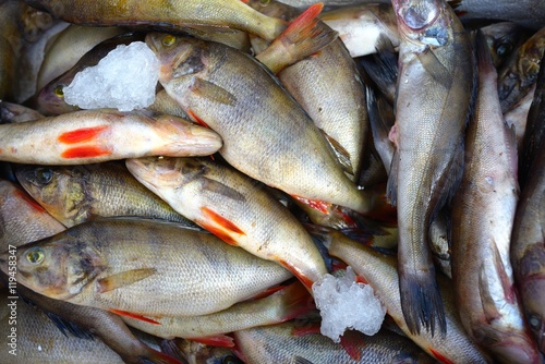 Many fresh frozen perch fish in ice