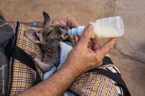 Caregiver bottle feeding young kangaroo, Coober pedy, Australia