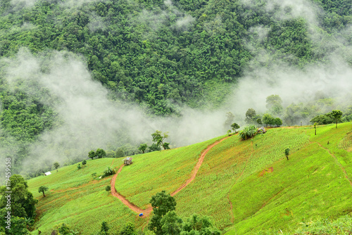 View of the rice field on the mountain