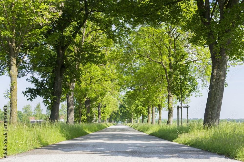 Allee nahe Oberschleißheim in Bayern Allee nahe Oberschleißheim in Bayern