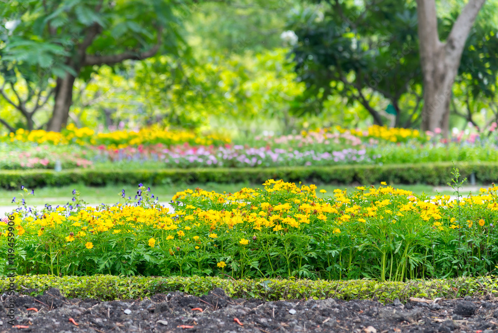 Yellow flower Field / Meadow with calendula flowerbed decoralate