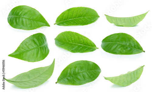 set of Green tea leaf isolated on white