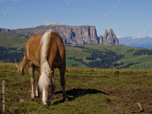 Cavallo sulle Alpi 