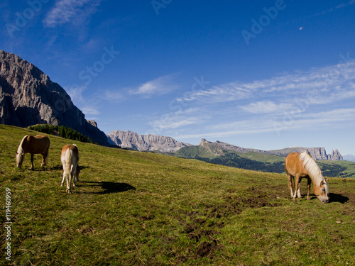 Cavalli liberi in un paesaggio della Alpi Dolomiti