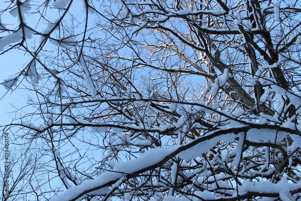 Obraz premium photo of a winter forest after a heavy snowfall in Russia, Bashkortostan