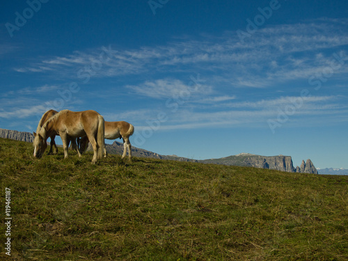 Cavalli liberi su pascolo alpino