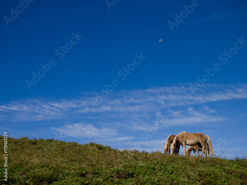 Cavalli al pascolo su prato verde e cielo blu