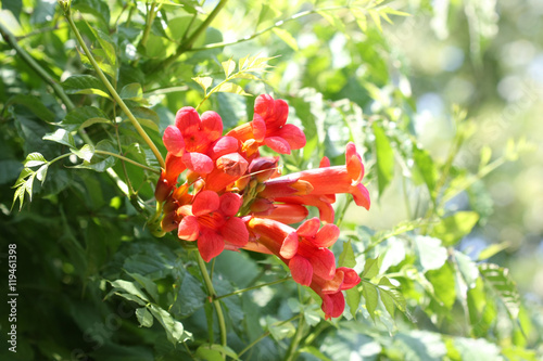 Tecoma radicans flower
