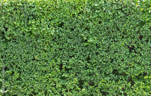 Green leave texture © Success Media